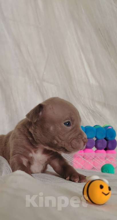 Собаки в Кинели: Американский булли Классик/ XL Мальчик, Бесплатно - фото 6