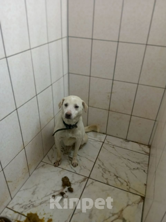Собаки в Москве: Метис лабрадора в добрые руки Мальчик, Бесплатно - фото 2