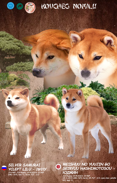 Собаки в других городах Московской области: Породные щенки сиба Девочка, Бесплатно - фото 2