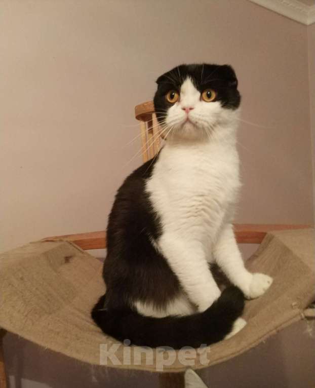 Кошки в Москве: Шотландские мальчики Мальчик, 10 000 руб. - фото 4