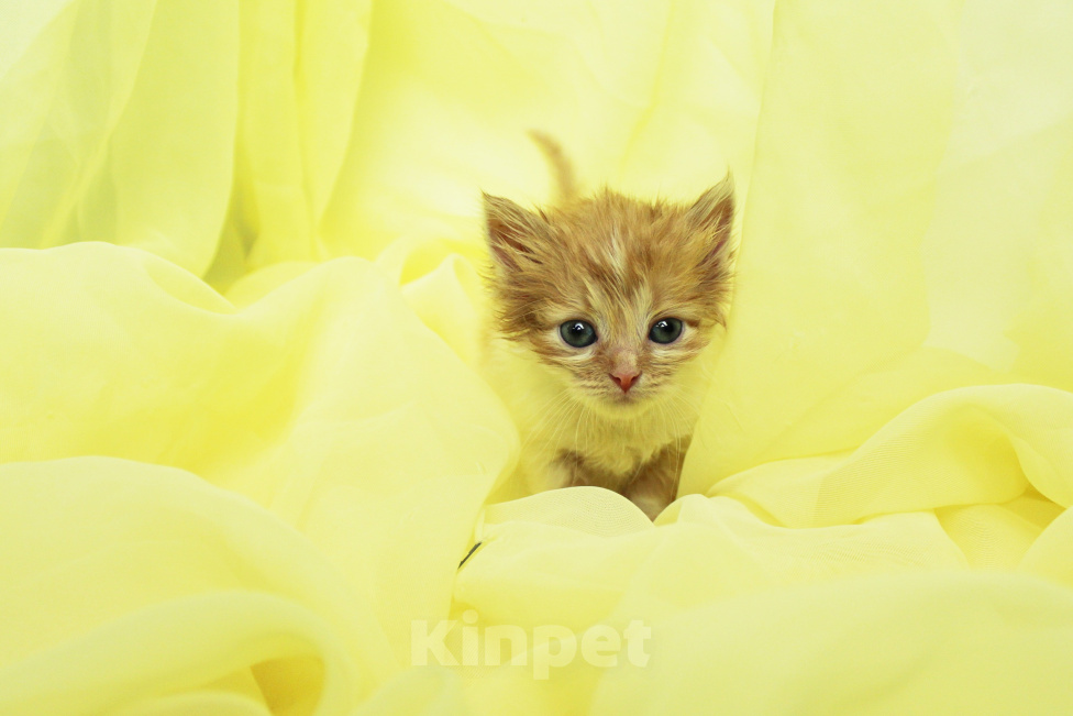 Кошки в Москве: Котенок в добрые руки Мальчик, Бесплатно - фото 3