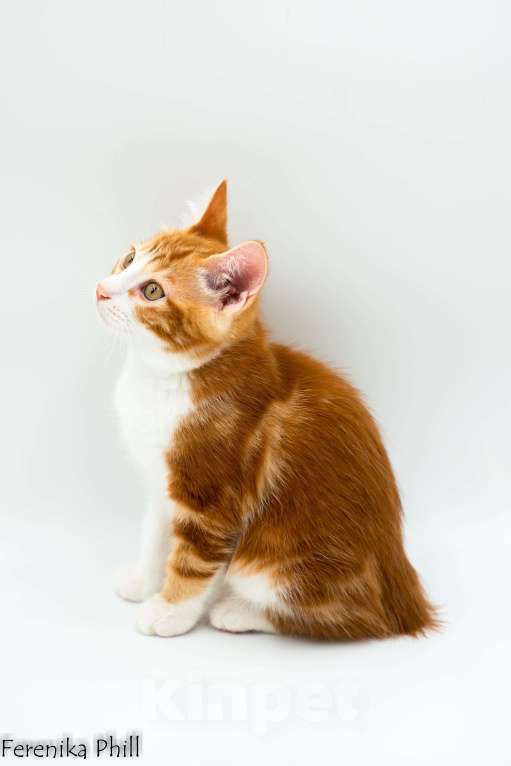 Кошки в Хабаровске: Котёнок курильского бобтейла Ференика Фил Леван Мальчик, 40 000 руб. - фото 6