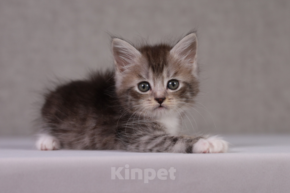 Кошки в Москве: Сибирская кошечка Девочка, 55 000 руб. - фото 10
