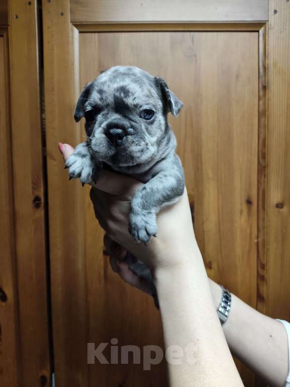 Собаки в других городах Алтайского края: Щенки продаются мальчики и девочки Мальчик, 35 000 руб. - фото 3