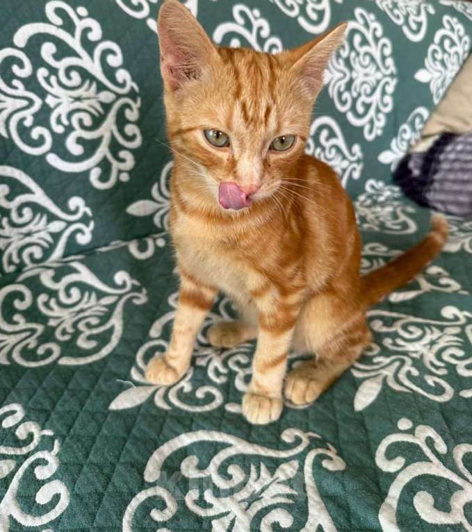 Кошки в Москве: Рыжий мраморный котёнок Симба в добрые руки Мальчик, 1 руб. - фото 4