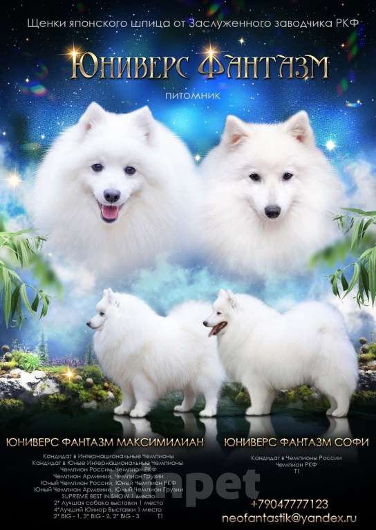 Собаки в Волгограде: Щенки японского шпица Мальчик, Бесплатно - фото 4