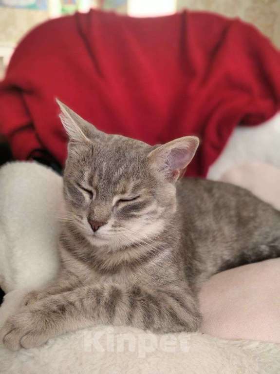 Кошки в Сочи: Красивые кошечки  Девочка, Бесплатно - фото 3