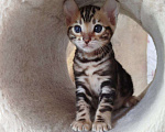 Кошки в Ростове-на-Дону: Бенгальские котята Девочка, 17 000 руб. - фото 1