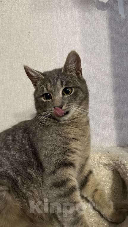 Кошки в Москве: Малыш ищет постоянный дом Мальчик, Бесплатно - фото 6