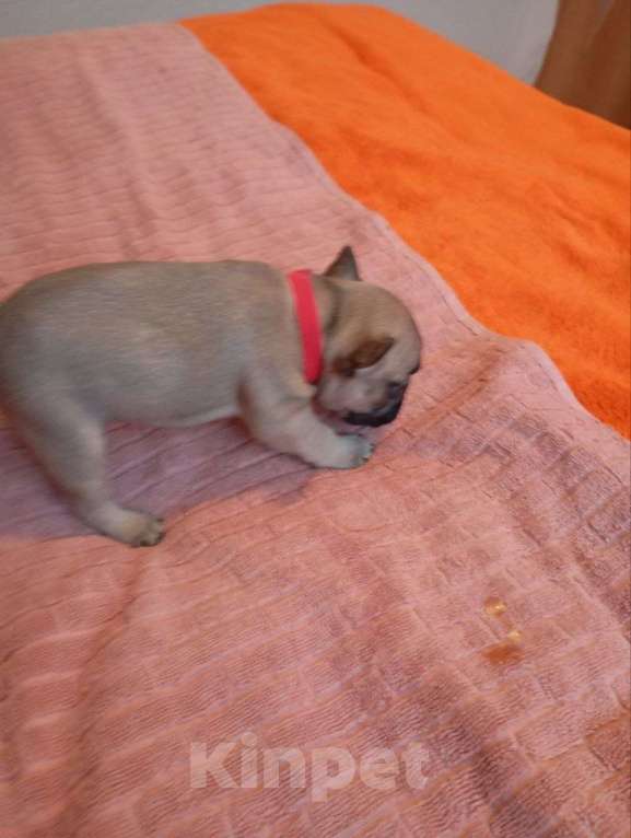 Собаки в Москве: Продаются Щенки Французкого Бульдога Девочка, 50 000 руб. - фото 2