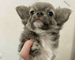 Собаки в других городах Челябинской области: ЧИХУАХУА ЩЕНКИ  Девочка, Бесплатно - фото 2