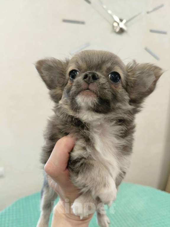 Собаки в других городах Челябинской области: ЧИХУАХУА ЩЕНКИ  Девочка, Бесплатно - фото 2