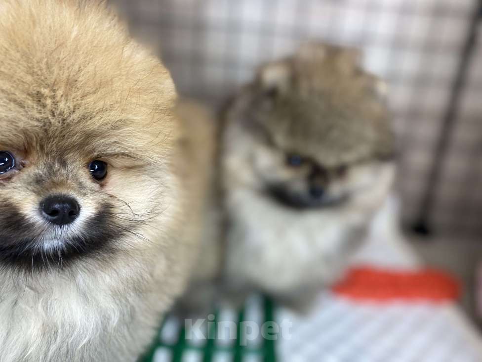 Собаки в Санкт-Петербурге: Целая орава шпицев - питомник шпицев "Морошка Мама" Мальчик, Бесплатно - фото 4