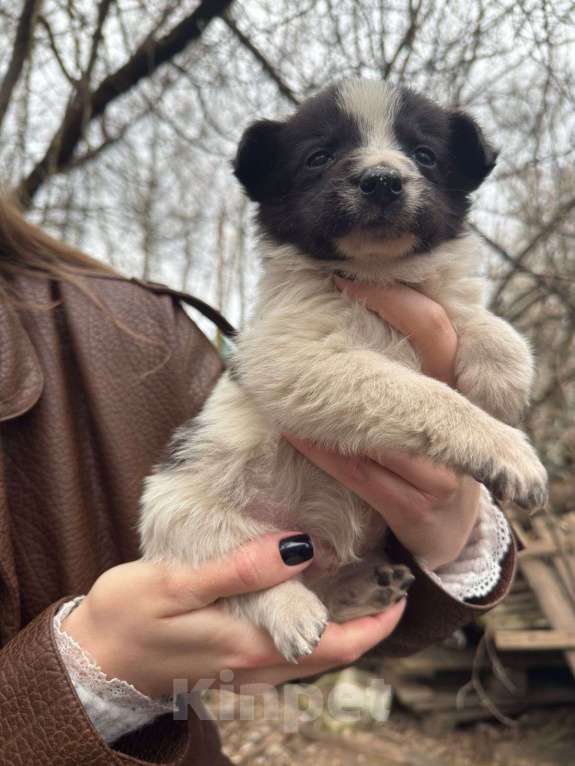 Собаки в Москве: Щенки в добрые руки Мальчик, Бесплатно - фото 6