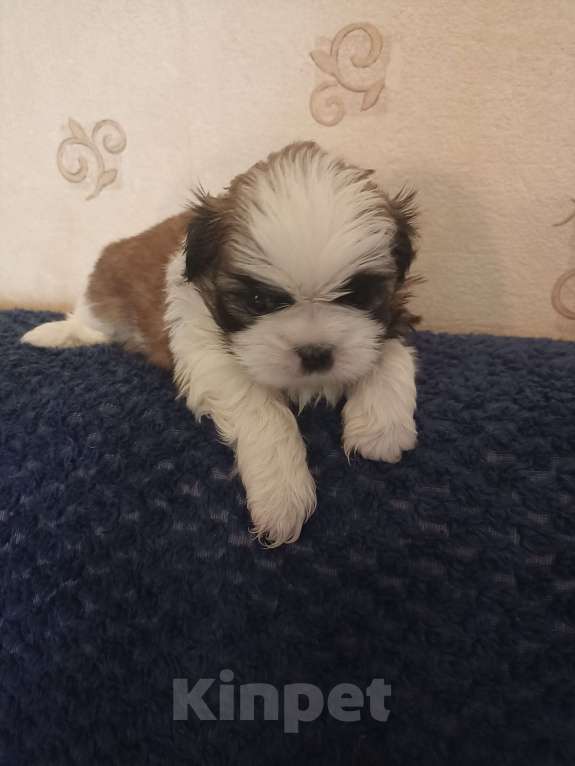Собаки в Чехове-2: Ши-тцу Мальчик, 25 000 руб. - фото 5