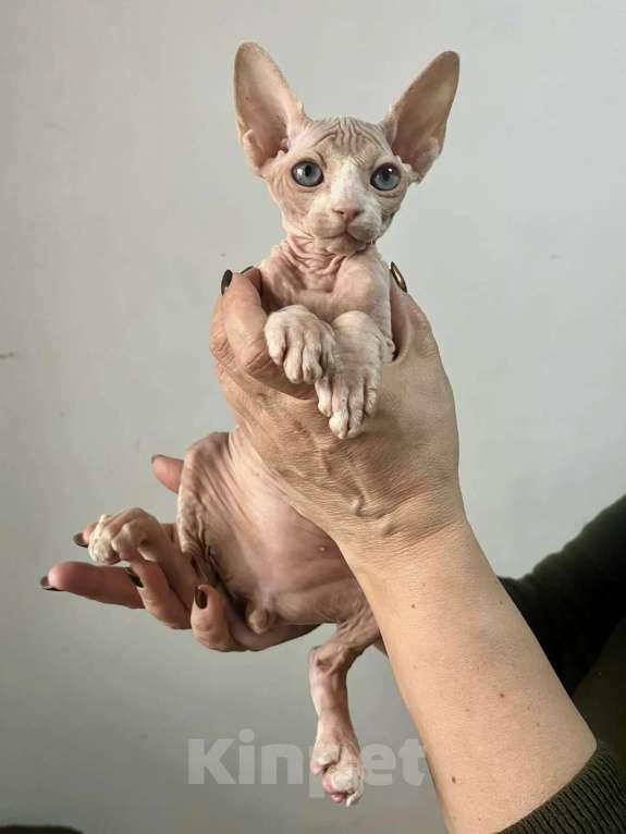 Кошки в Королеве: Очаровательный сфинксенок из питомника Мальчик, 50 000 руб. - фото 2