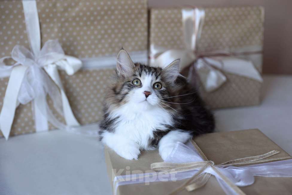 Кошки в Серпухове: Это не Кот, это Шедевр ) Флокс Русские Цветы Мальчик, 90 000 руб. - фото 3