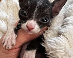 Кошки в Дедовске: Котенок девочка.  Девочка, Бесплатно - фото 1