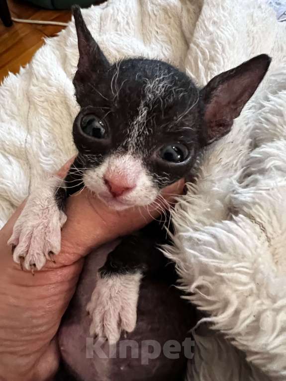 Кошки в Дедовске: Котенок девочка.  Девочка, Бесплатно - фото 1
