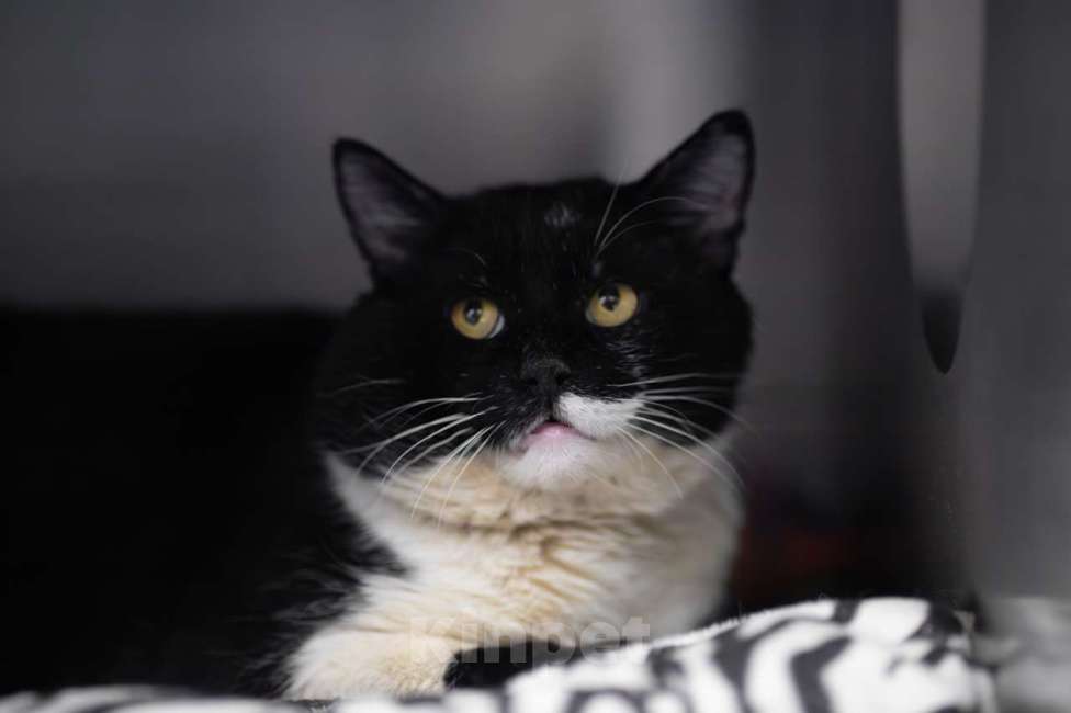 Кошки в Москве: Василий Мальчик, Бесплатно - фото 3