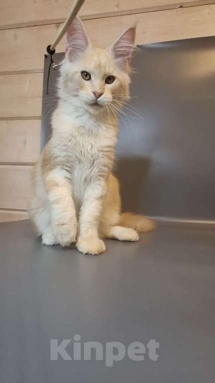 Кошки в Уфе: Котёнок мейн-кун мальчик Мальчик, 45 000 руб. - фото 4