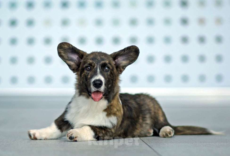 Собаки в Санкт-Петербурге: Великолепный щенок вельш-корги кардиган Мальчик, 50 000 руб. - фото 4