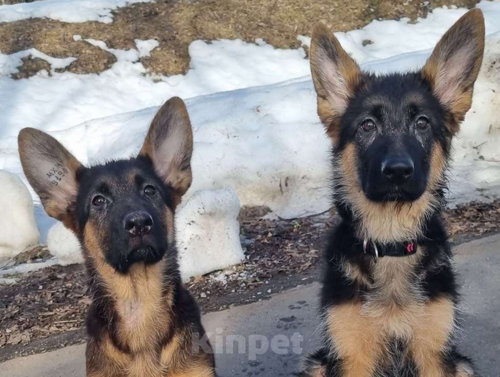 Собаки в Балашихе: Немецкая овчарка Девочка, 85 000 руб. - фото 1
