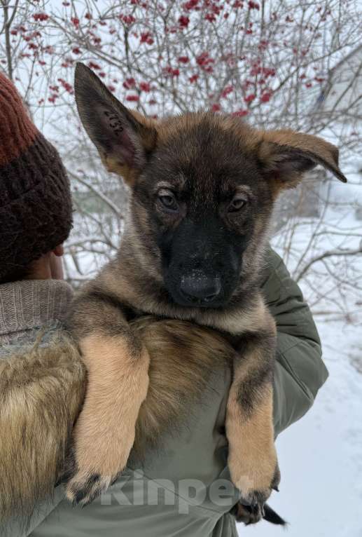 Собаки в Сургуте: Продается подросток немецкой овчарки рабочее разведение Мальчик, Бесплатно - фото 2