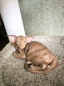 Ориентальных экстремальные котята в Москве