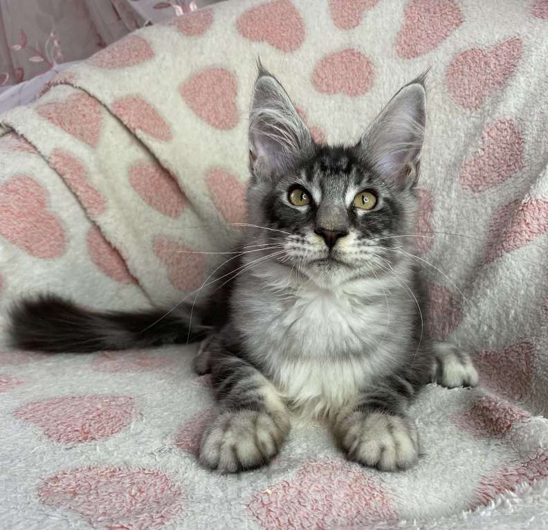 Кошки в Дмитрове: Черный серебристый мраморный мальчик мейн кун Zherom Мальчик, 35 000 руб. - фото 3