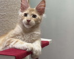 Кошки в Чайковском: Мейн- кун  котенок Мальчик, Бесплатно - фото 4