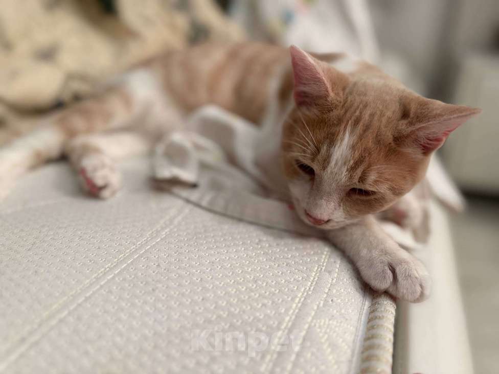 Кошки в Санкт-Петербурге: Братик и сестра ищут новый дом Мальчик, Бесплатно - фото 1