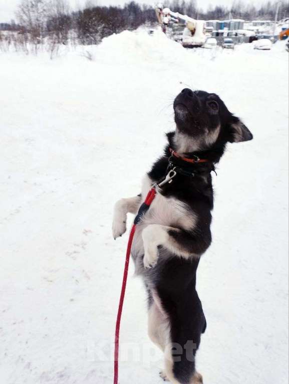 Собаки в Санкт-Петербурге: Ищет дом крошка-собачка весом 9 кг Девочка, Бесплатно - фото 9