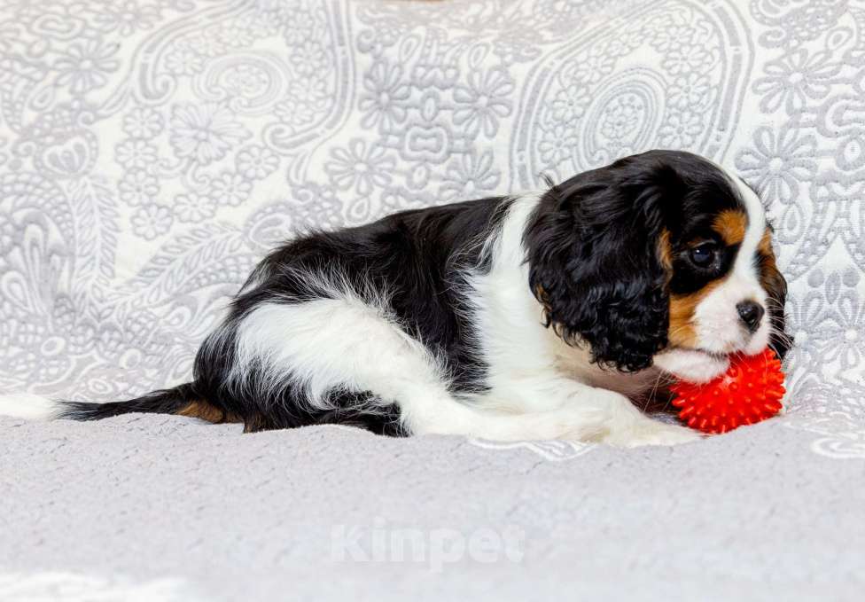 Собаки в Омске: Щенок кавалер кинг чарльз  Мальчик, 65 000 руб. - фото 1