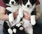Собаки в Туле: щенки вельш-корги кардиган Мальчик, 30 000 руб. - фото 1