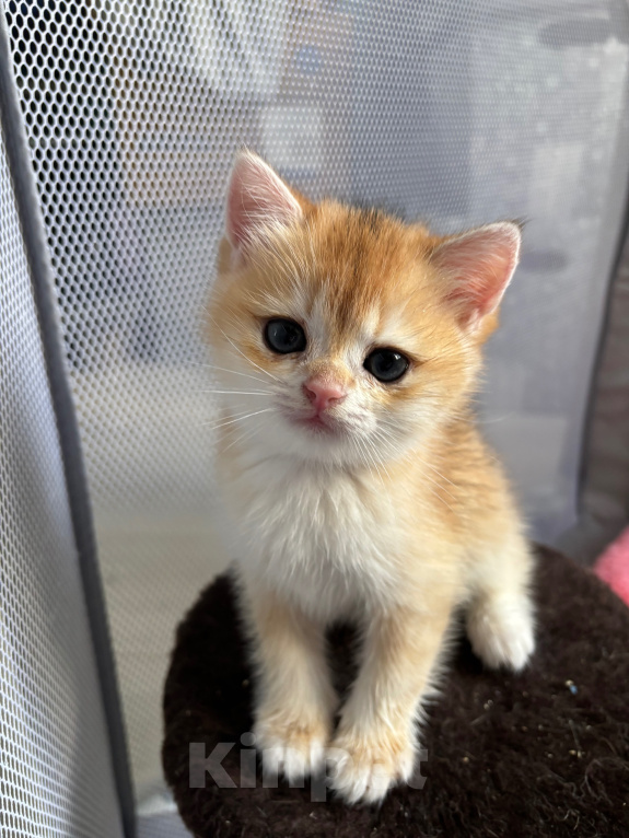 Кошки в Тюмени: Котёнок золотая шиншилла Девочка, 40 000 руб. - фото 1