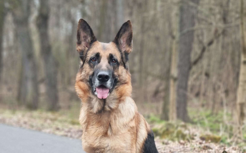 Объявление: Шикарные щенки немецкой овчарки, Бесплатно, Москва