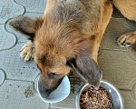 Собаки в Краснодаре: Нашел взрослую собаку породы немецкая овчарка. Мальчик, 1 руб. - фото 3
