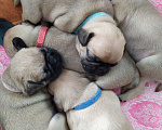 Собаки в Невьянске: Щенки мопса Девочка, 23 000 руб. - фото 4