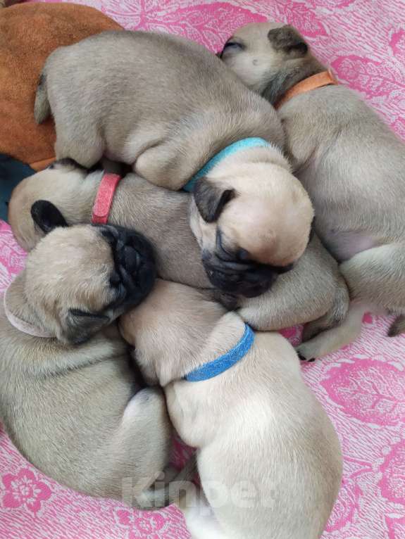 Собаки в Невьянске: Щенки мопса Девочка, 23 000 руб. - фото 4