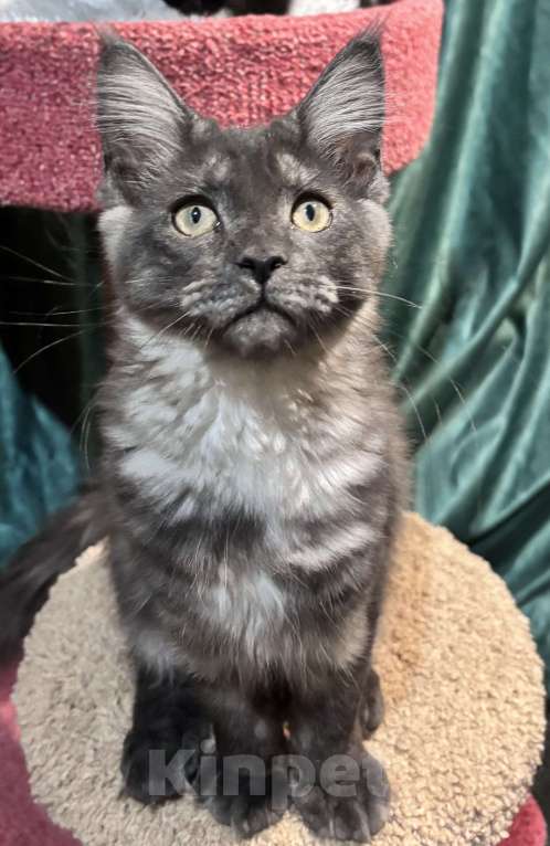 Кошки в Петергофе: Девулечка куночка  Девочка, 40 000 руб. - фото 2