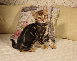 Кошки в Краснодаре: Шёлковый мраморный бенгал для души и в разведение Мальчик, 15 000 руб. - фото 3