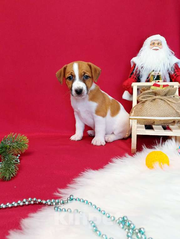 Собаки в Красноярске: Щенки Джек Рассел терьер мальчики и девочки  Мальчик, 35 000 руб. - фото 9