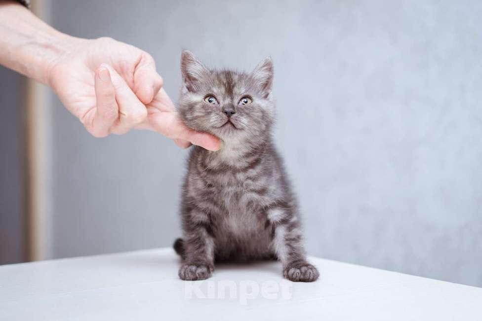 Кошки в Москве: Котята-метисы ищут дом! Девочка, Бесплатно - фото 2