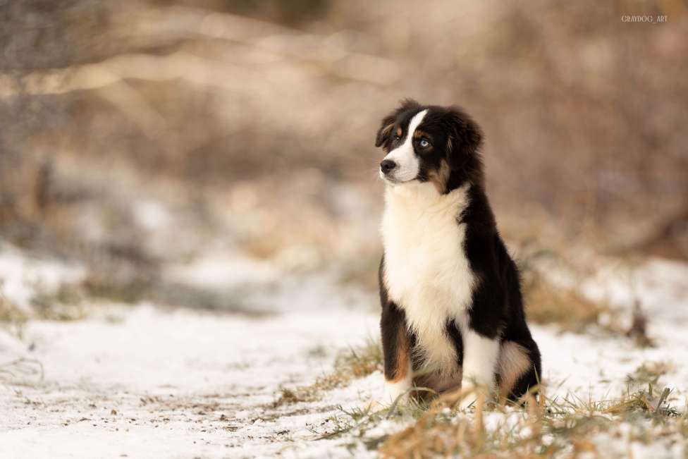 Собаки в Москве: Миниатюрная Американская Овчарка Щенок  Мальчик, 60 000 руб. - фото 4