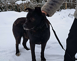 Собаки в Тосно: найден черный средний взрослый кабель Мальчик, 10 руб. - фото 4