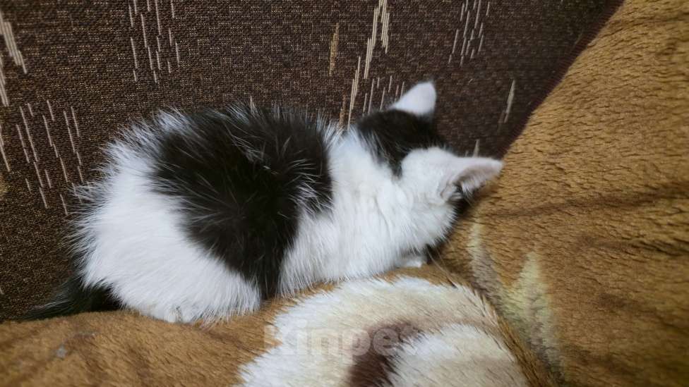 Кошки в Воронеже: Спасения потеряшка ищет дом  Мальчик, Бесплатно - фото 2