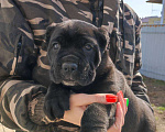 Собаки в Москве: Кан- мальчик Мальчик, 50 000 руб. - фото 5