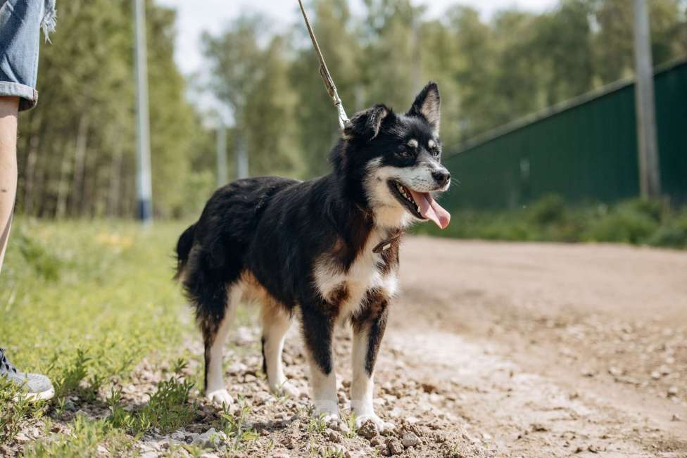 Собаки в Москве: маленькая собачка в добрые руки! Девочка, Бесплатно - фото 9
