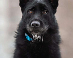 Собаки в Москве: Прекрасный и умный Чарлик мечтает о хозяине. Мальчик, 10 руб. - фото 1